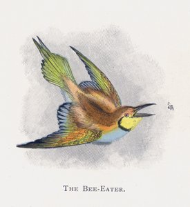 Arı Yiyen by Alexander Francis Lydon